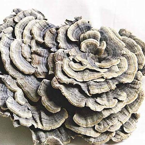 Coriolus Versicolor Экстракт 10% ~ 50% Полисакриды PSK PSP Турция хвост Экстракт грибов