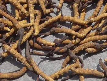 Cordyceps Sinensis экстракт порошок 10% полисахариды как экспекторант в тонком коричневом желтом порошке для пищевых применений