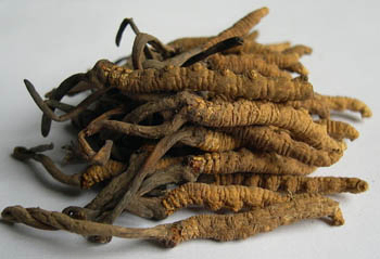 Экстракт Cordyceps Sinensis в порошке с 10% полисахаридами для антиастматической функциональной пищи в тонком коричневом желтом порошке