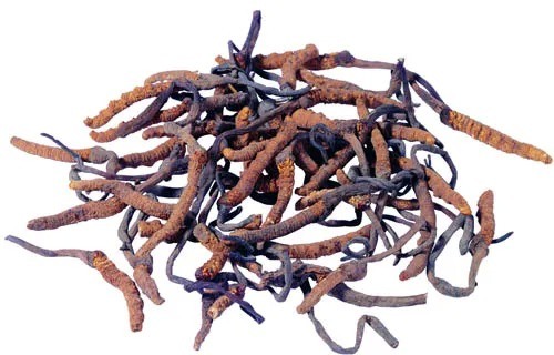 Фино-коричневый желтый порошок пищевого качества Cordyceps Sinensis экстракт для продуктов здравоохранения