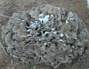 Maitake Mushroom Extract Powder 10% Polysaccharides for Health Care Products in Fine Brown Yellow Powder for Tablet and Capsule Application