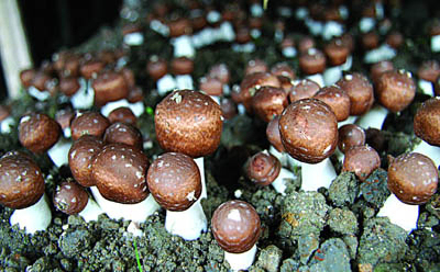 Экстракт Agaricus Blazei 40% полисахаридов для функциональных продуктов питания и товаров для здоровья