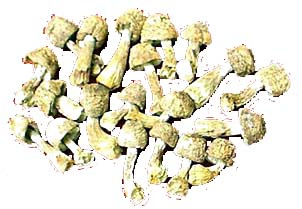 Порошок экстракта Agaricus Blazei с 50% полисахаридов для функционального питания и продуктов для здоровья