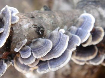 Coriolus Versicolor экстракт 40% полисахариды для функциональной пищи для регулирования сахара в крови и уменьшения мокроты