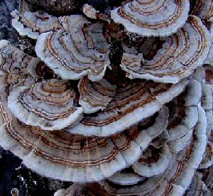 Coriolus Versicolor Extract 50% полисахариды для функциональной пищи с регулированием сахара в крови и снижением мокроты