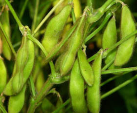 Порошок экстракта соевых изофлавонов – натуральный фитоэстроген из соевых бобов для применения в нутрицевтических и функциональных пищевых продуктах.