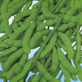 Порошок экстракта соевых изофлавонов – натуральный фитоэстроген из соевых бобов для применения в нутрицевтических и функциональных пищевых продуктах.